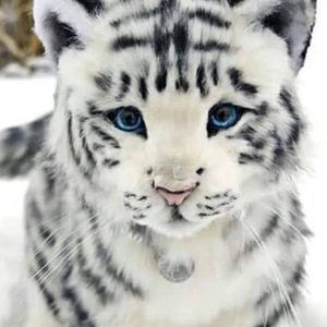 Meet your Posher, Thomas